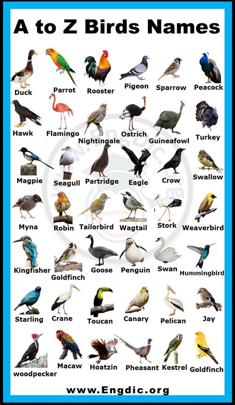 all about birds|all about birds pdf.